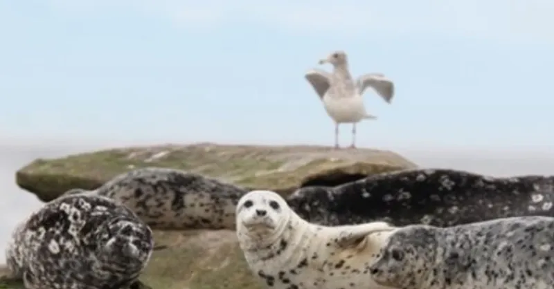 Salmon a surprisingly minor part of harbour seal diets, new data shows
