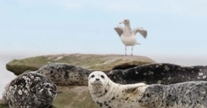 Salmon a surprisingly minor part of harbour seal diets, new data&nbsp;shows