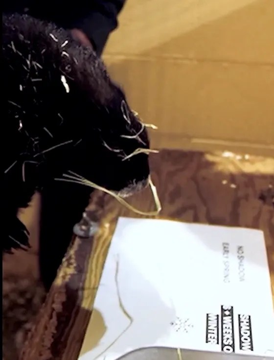 Six more weeks of winter, Mount Washington marmot&nbsp;predicts