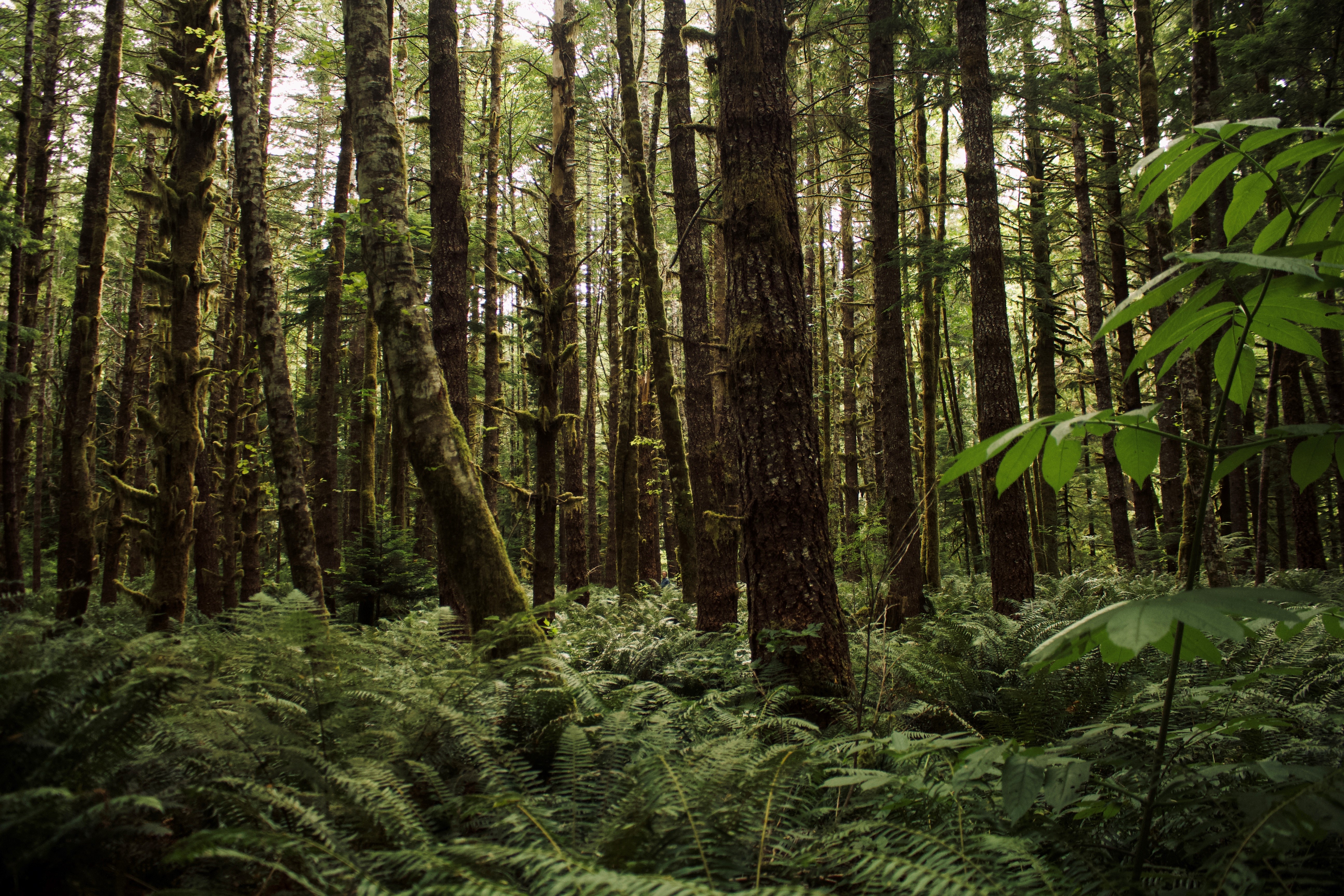 Big money driving forestry decisions, and growing cynicism