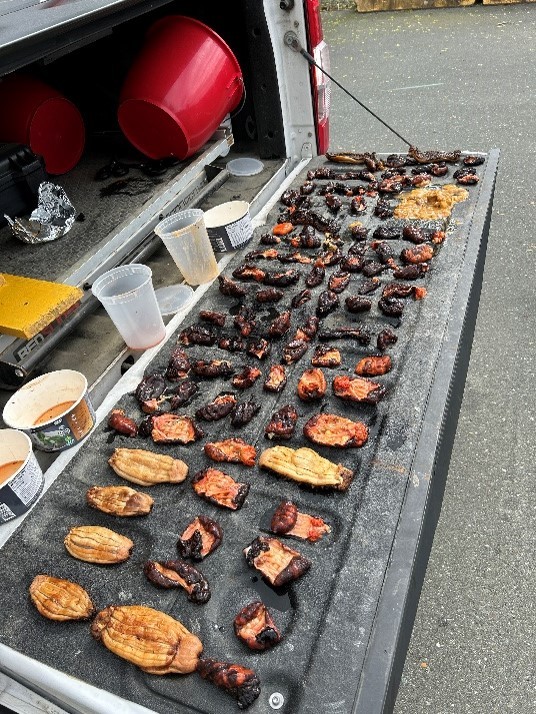 Three men fined $12K for illegal sea cucumber harvest at Willow Point