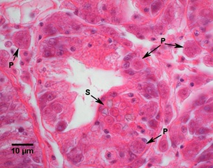 East Coast scientists sequence Pacific oyster pathogen in world&nbsp;first
