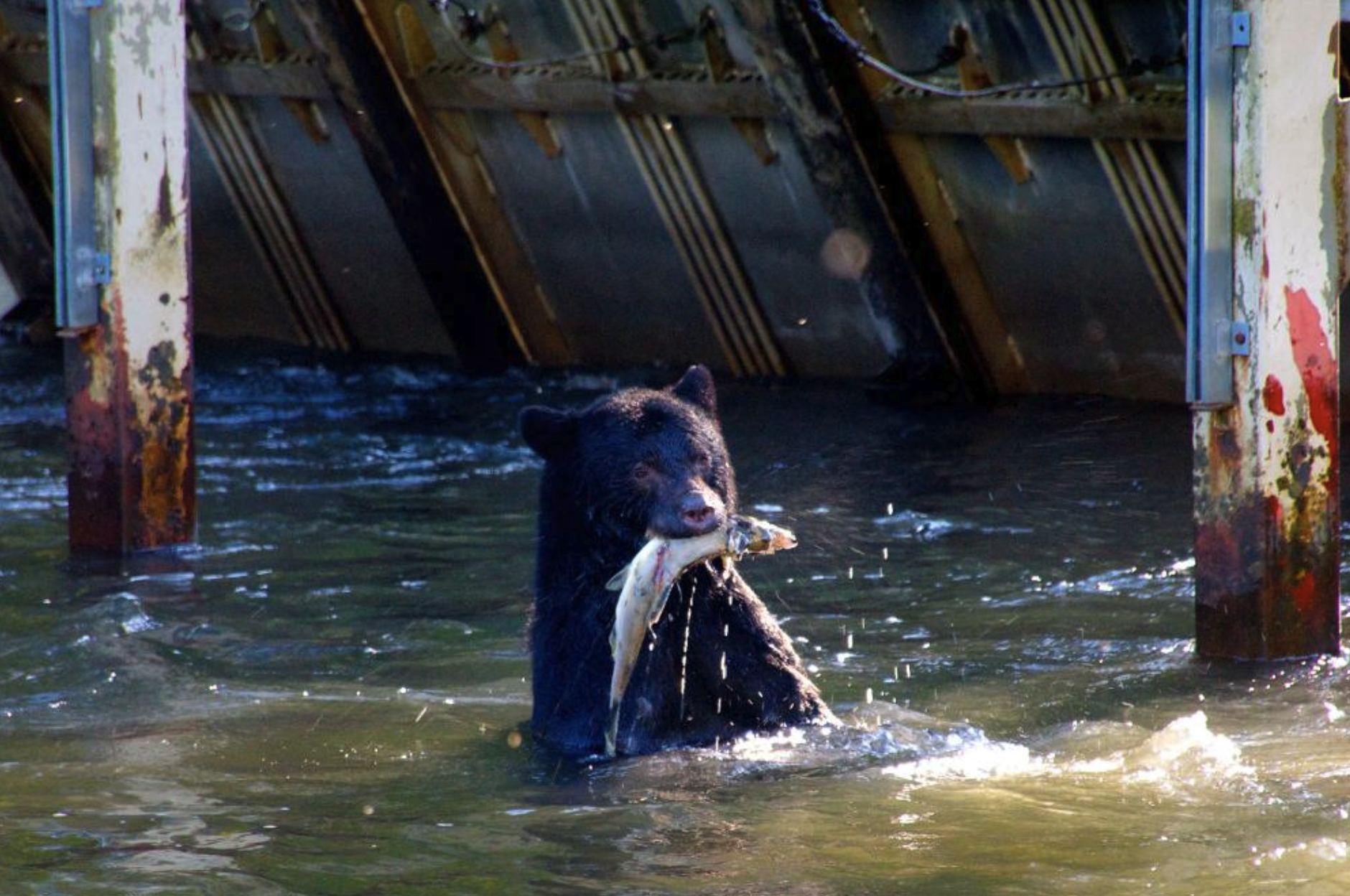 Hatchery fish dominate Alaska returns while DFO dithers in BC