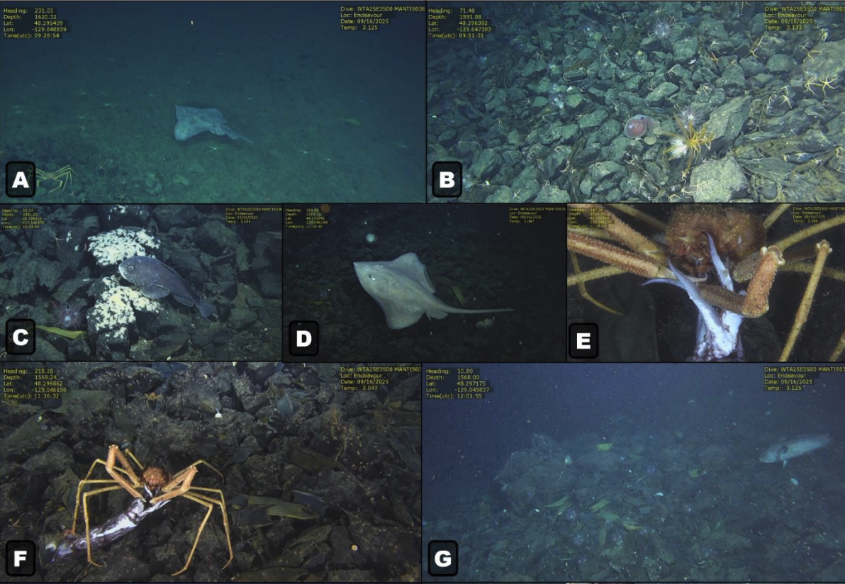 Volcanoes off Island’s west coast teeming with sea life