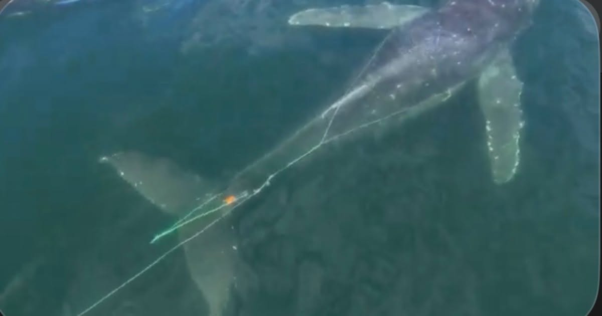 Torpedo testing team rescues whale from fishing gear