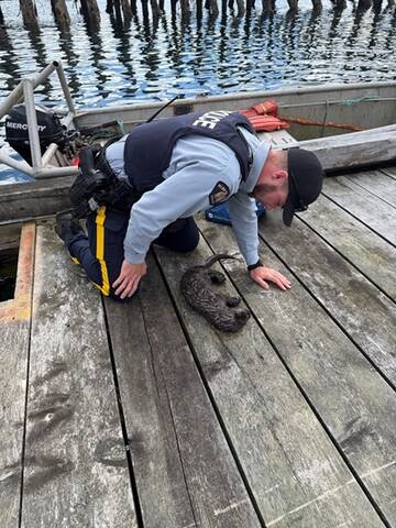Distressed otter pup gets a second chance, thanks to Alert Bay residents